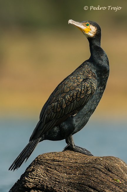 Cormoran grande (Phalacrocorax carbo)